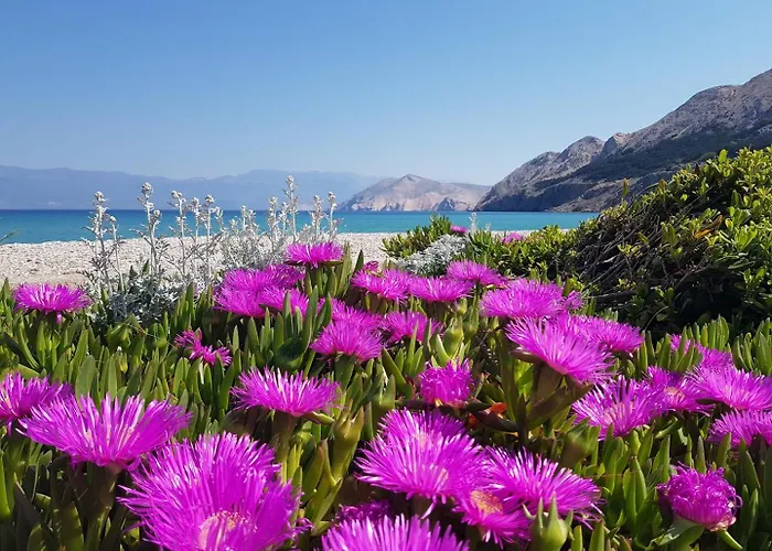 House Gorica 2 - Underground Level Pensjonat Baška
